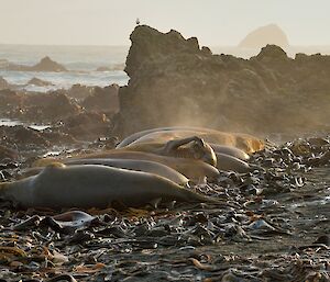 a row of Elephant seals are lined up in front of a rocky outcrop in the morning light. One is scratching its head