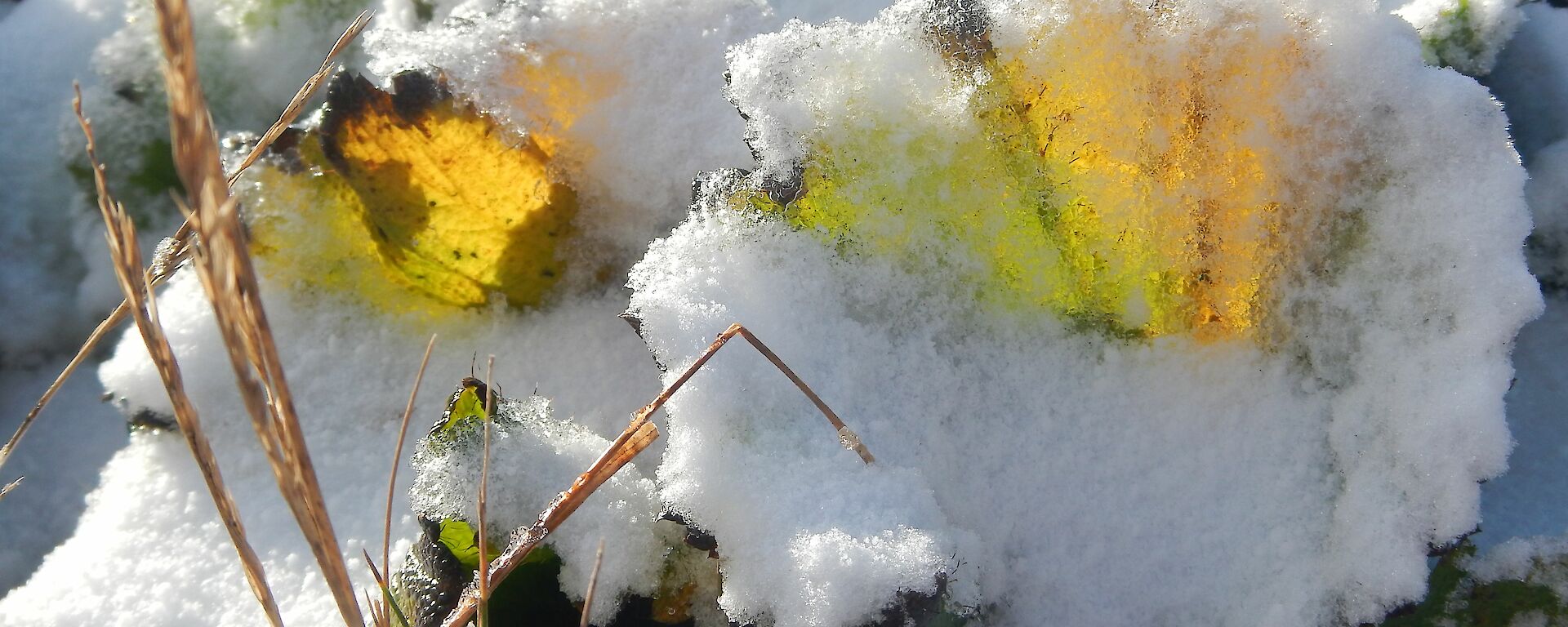 A close up of a Maquarie Island cabbage leaf covered in snow with sunshine glowing through