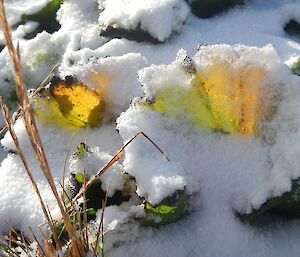 A close up of a Maquarie Island cabbage leaf covered in snow with sunshine glowing through