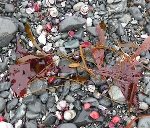 Bright red shells and seaweed washed up on to rocks.