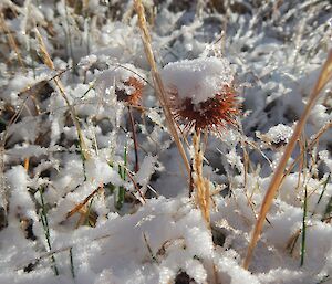 A close up of a snow covered buzzy