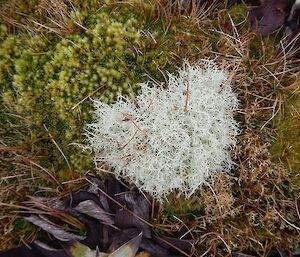 White feathery moss in amongst the green of the feather bed