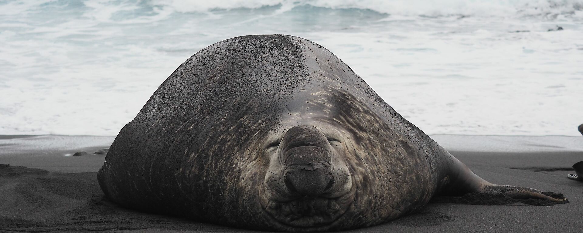 A large male elephant seal with a scar down it’s back is laying flat on the beach