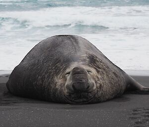 A large male elephant seal with a scar down it’s back is laying flat on the beach