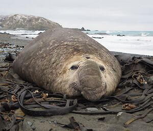 A large male elephant seal is laying in sea kelp on the beach