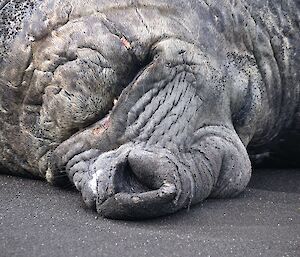 a close up photo of the face of a large elephant seal asleep on the beach