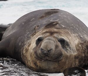 A young male elephant seal lays on a snow covered beach