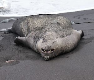 A young male elephant seal is spread out laying on its back upside down