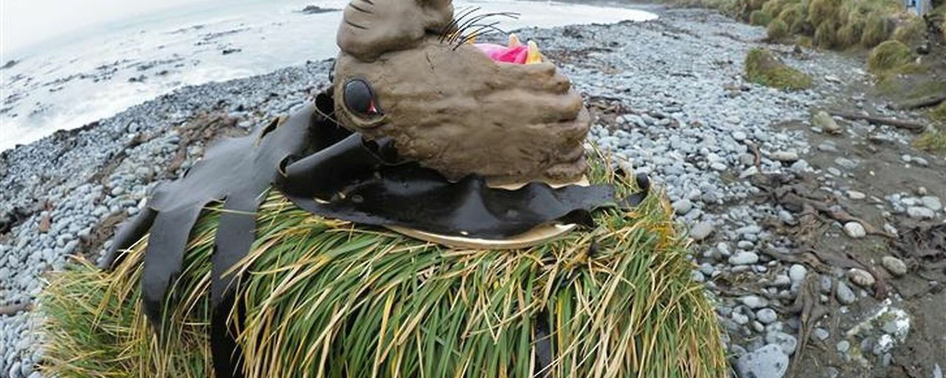 An elephant seal cake sits on top of a tussock outside with a beach in the background