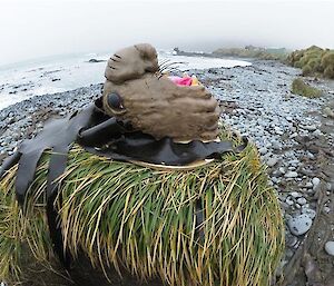 An elephant seal cake sits on top of a tussock outside with a beach in the background