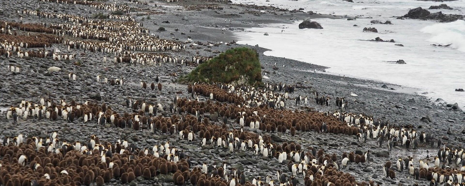 A series of huddled brown penguin chicks along a coastline
