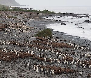 A series of huddled brown penguin chicks along a coastline