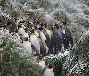 A group of adult king penguins cluster together on snow covered tussock