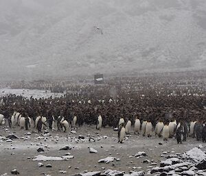 A large colony of penguins on a snowy beach