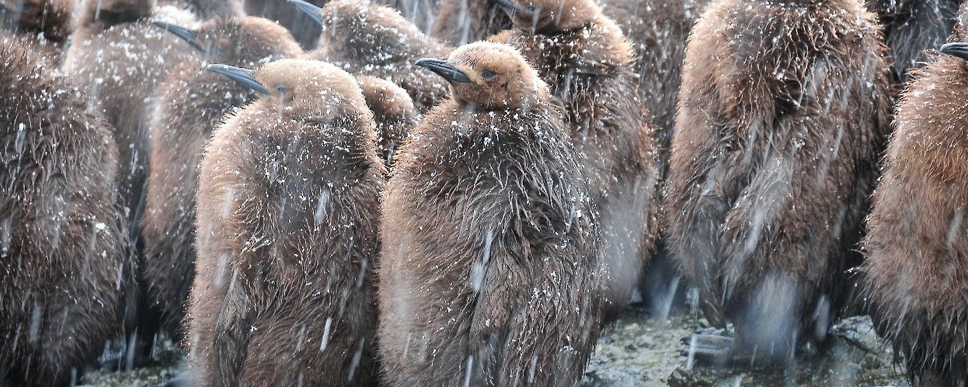 a close up photo of brown penguin chicks huddled together in the snow