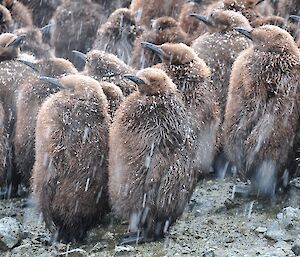 a close up photo of brown penguin chicks huddled together in the snow