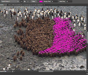 A screenshot of a compuer counting tool that marks penguins when they have been counted