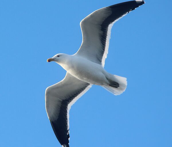 a white kelp gull flies with open wings against blue sky