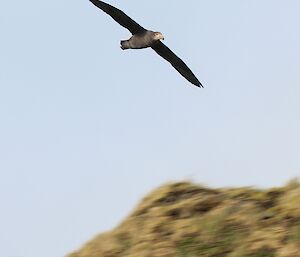 a brown and grey northern giant petrel ridge soars at speed from a tussock covered ridge