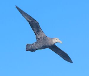 a giant petrel with open wings against a blue sky backdrop