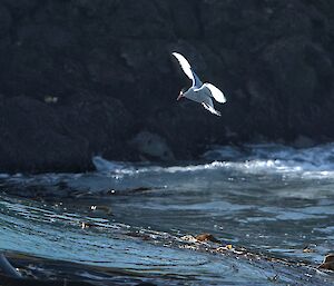 a small white antarctic tern hovers just above the water line with a rocky outcrop in the background