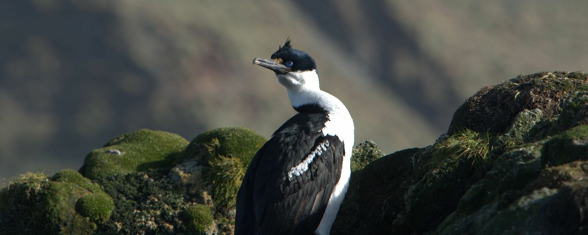 The Macquarie Island shag (a blue eyed black and white cormorant) sits on a rocky outcrop