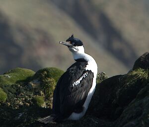 The Macquarie Island shag (a blue eyed black and white cormorant) sits on a rocky outcrop