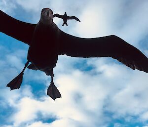 Two northern giant petrels hover above the camera lens of an expeditioner