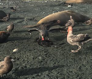 A giant petrel scavenges off the carcass of a dead elephant seal pup. Another petrel stands by with blood on its beak