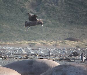 A brown skua hovers above the back of a brown elephant seal on the beach