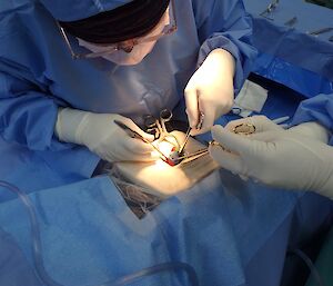 A doctor in scrubs holds surgical equipment to simulate removing an appendix