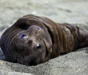 A dark brown, furry, newborn elephant seal pup lays on the sand