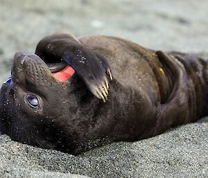 A newborn elephant seal pup lays on its back with its pink mouth open and a fin across its mouth