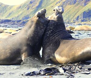 Two male elephant seal bulls push one another along the beach with their mouths open