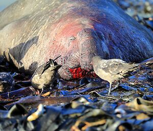 An elephant seal male has a bloodied mouth after battling another male for territory