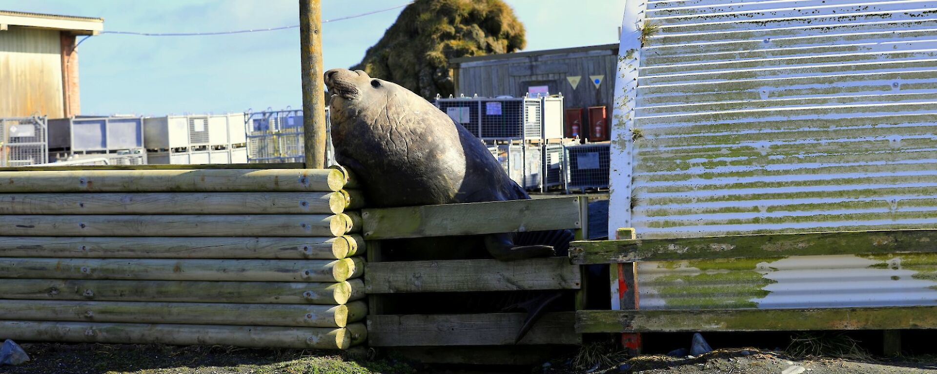 An elephant seal bull leans high against a wooden fence