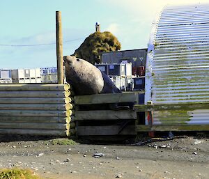 An elephant seal bull leans high against a wooden fence