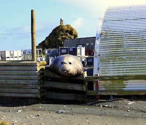 An elephant seal bull leans over a fence