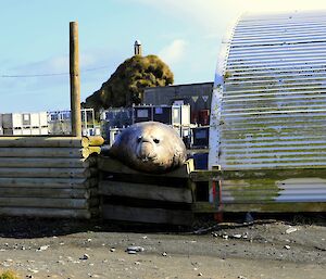 An elephant seal bull leans over a fence