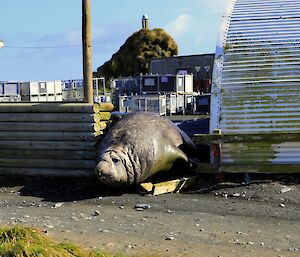 An elephant seal bull crashes through a fence