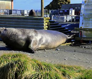 An elephant seal clears away from a fence is has just lumbered through