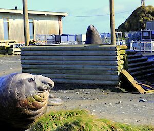 the remnants of a fence lays behind an elephant seal which has just lumbered through it