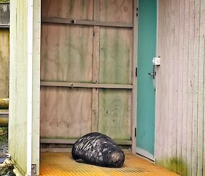 A small speckled bellied ele seal weaner lays on the yellow deck of a boat shed protected from the elements