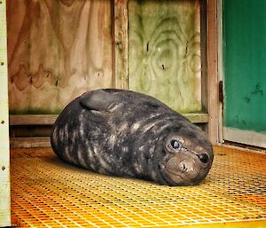 A speckled bellied elephant seal weaner lays on the yellow deck of a boat shed