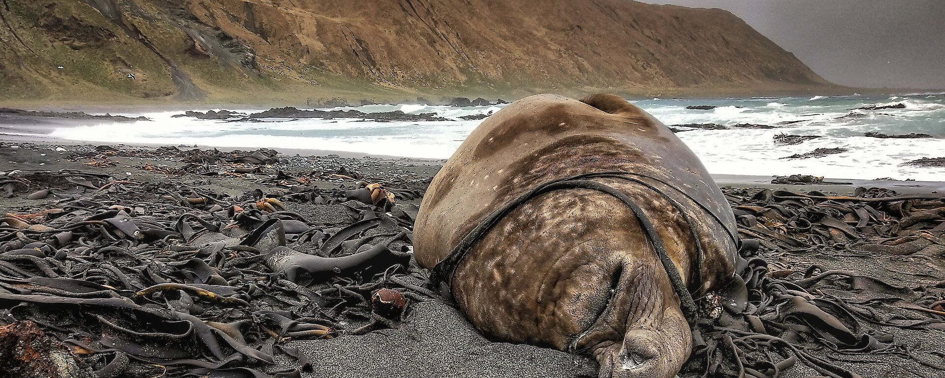 A large elephant seal bull lays on the beach with bull kelp draped over its body