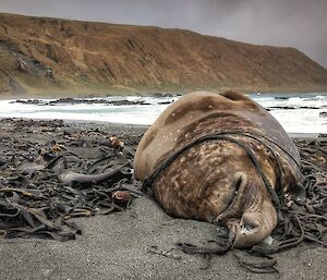 A large elephant seal bull lays on the beach with bull kelp draped over its body