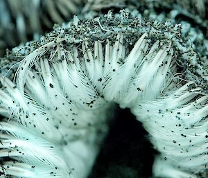 white feathers are inverted and covered with small grey pebbles