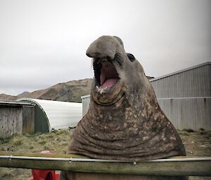 A alrge male elephant seal is leaning up against a wooden fence