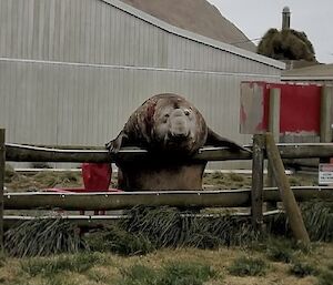 A large male elephant seal is leaning, spread across a fence