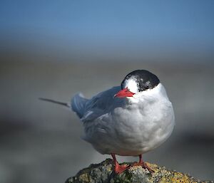 A white and grey Antarctic tern with red beak and feet stands on a rock